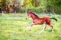 Landscape with beautiful running foal