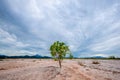 Landscape of beautiful sand dune with tree Royalty Free Stock Photo