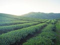 Landscape beautiful of the tea plantations with mountains background Royalty Free Stock Photo