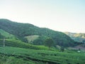 Landscape beautiful of the tea plantations with mountains background Royalty Free Stock Photo