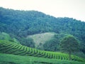 Landscape beautiful of the tea plantations with mountains background Royalty Free Stock Photo