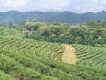 Landscape beautiful of the tea plantations with mountains background Royalty Free Stock Photo