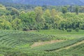 Landscape beautiful of the tea plantations with mountains background Royalty Free Stock Photo