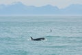 Landscape with a beautiful wild orca orcinus /cetacean /killer whale and a fulmar in Andenes, north of Norway