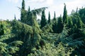 Landscape with beautiful young blue Cedar Tree Cedrus libani or Lebanon Cedar and rare and relict evergreens trees in Aivazovsky