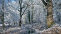 A landscape of a beautifully frosted park. Royalty Free Stock Photo