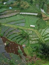 Vegetable farming under the foot of Mount Slamet