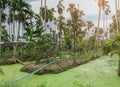 Betel palm tree along the field plantation with azolla in the water. Royalty Free Stock Photo