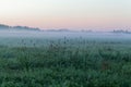 Landscape in the Bialowieza National Park in Poland at the early morning Royalty Free Stock Photo