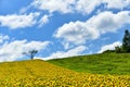 Landscape of Biei, Hokkaido.