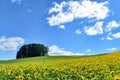 Landscape of Biei, Hokkaido.