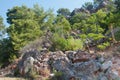 Landscape. Mountain rocks and green pine trees on sunny day Royalty Free Stock Photo