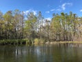 autumn cypress swamp landscape Royalty Free Stock Photo