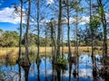 autumn cypress swamp landscape Royalty Free Stock Photo