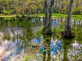 autumn cypress swamp landscape Royalty Free Stock Photo