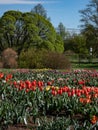 Landscape of big flower bed of tulips (tulipa) in red, orange, yellow, pink and white colours Royalty Free Stock Photo