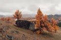 landscape with big granite stone among on red larches Royalty Free Stock Photo