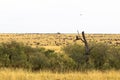 Landscape with big herds. Great migration. Kenya, Africa Royalty Free Stock Photo