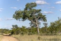 landscape with big Marula tree and dirt road in shrubland at Kruger park, South Africa