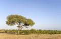 landscape with big Marula tree and shrubland at Kruger park, South Africa