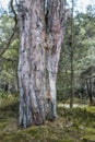 Landscape of a big tree trunk in a forest. Wild nature scene of old wood textures in the woods. Lots of green dry grass Royalty Free Stock Photo