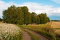 Landscape with birch