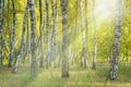 Landscape birch grove.