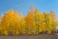 Landscape with a birch grove on an edge of agricultural field Royalty Free Stock Photo