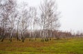Landscape birch grove