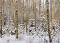 Landscape with a birch grove and a small snow-covered Christmas tree, a beautiful winter day