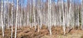 Landscape of birch grove with young trees Royalty Free Stock Photo