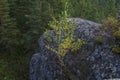 Birch growing on a rock Royalty Free Stock Photo