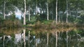 Landscape with birch trees and calm forest lake 3D