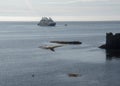 Landscape of bird flying in front of cruise ship in Arctic Ocean Grimsey Island Iceland Royalty Free Stock Photo