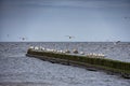 Landscape with birds gulls sitting on the breakwater on the shore of the Baltic Sea Royalty Free Stock Photo