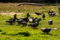 Landscape. Birds, pigeons gathered in a pack. They walk along the soil with green grass and peck crumbs of bread. In the Royalty Free Stock Photo