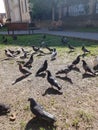 Landscape. Birds, pigeons gathered in a pack. They walk along the soil with green grass and peck crumbs of bread. In the distance Royalty Free Stock Photo