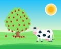 Landscape with black white spotted cow stand and chew with grass in its mouth near fruit tree with apples flat style vector illust Royalty Free Stock Photo