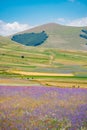 landscape in bloom, flowering in Castelluccio - Umbria, Italy. Royalty Free Stock Photo