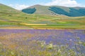 landscape in bloom, flowering in Castelluccio - Umbria, Italy. Royalty Free Stock Photo