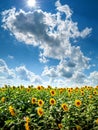 Landscape blooming beautiful sunflower field. Sunflowers field and blue sky with big clouds and sun background Royalty Free Stock Photo