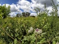 Landscape with blooming burdock Arctium lappa , weeds, blue sky and Cumulus clouds