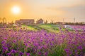 Landscape of blooming lavender flower field with beautiful house on mountain under the red colors Royalty Free Stock Photo