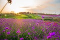 Landscape of blooming lavender flower field with beautiful house on mountain under the red colors Royalty Free Stock Photo