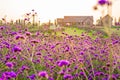 Landscape of blooming lavender flower field with beautiful house on mountain under the red colors Royalty Free Stock Photo