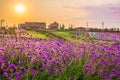 Landscape of blooming lavender flower field with beautiful house on mountain under the red colors Royalty Free Stock Photo