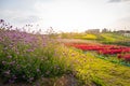 Landscape of blooming lavender and pink red flower field with beautiful house on mountain under the red colors Royalty Free Stock Photo