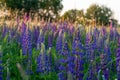 Landscape with blooming Lupine on meadow Royalty Free Stock Photo