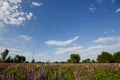 Landscape with blooming lupinus, lupin, lupine field under the blue sky. A field of pink lupines Royalty Free Stock Photo