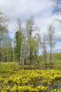 Caltha arctica. Flowering Marigold on the edge of a swampy forest on the Yamal Peninsula Royalty Free Stock Photo